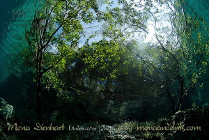 resting under the trees

difficult to see where the wat... by Mona Dienhart 